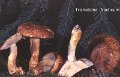 Tricholoma batschii-amf1861